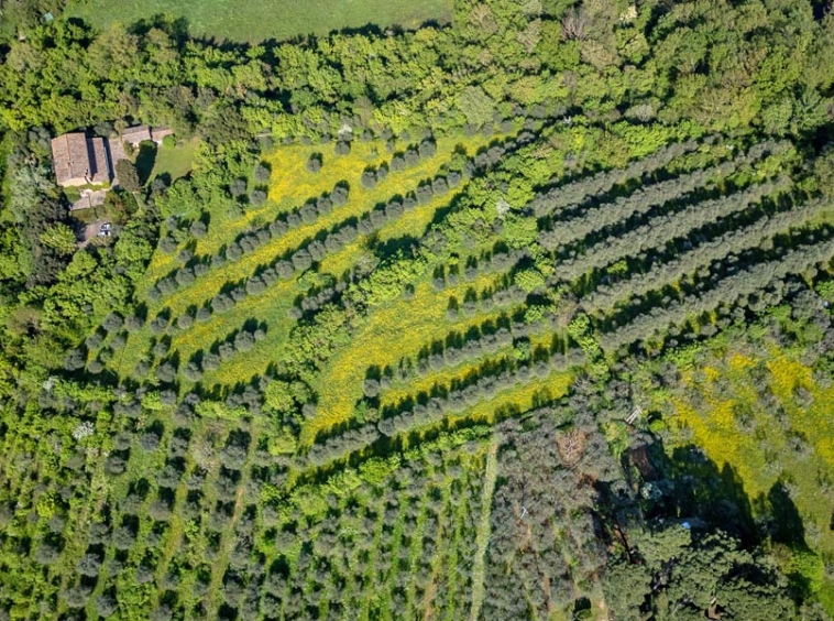 Farmhouse Florence Tuscany Italy Olive Grove