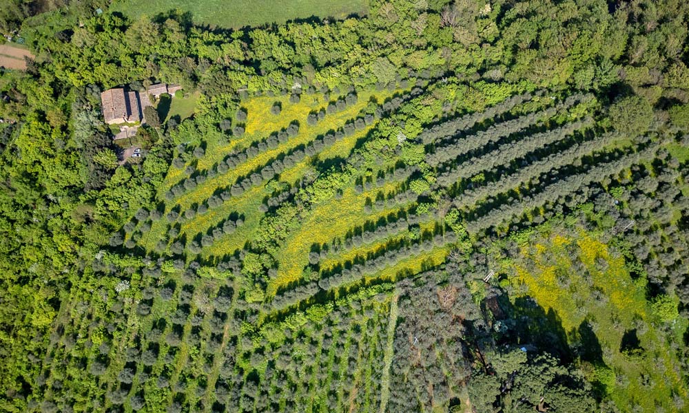 Farmhouse Florence Tuscany Italy Olive Grove