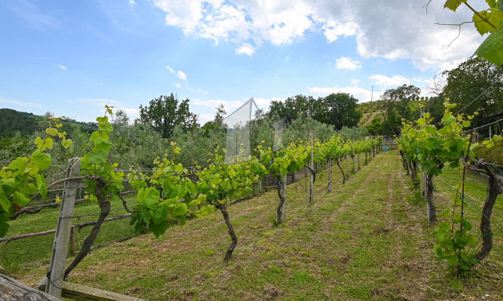 Farmhouse Fermo Marche Italy Panorama
