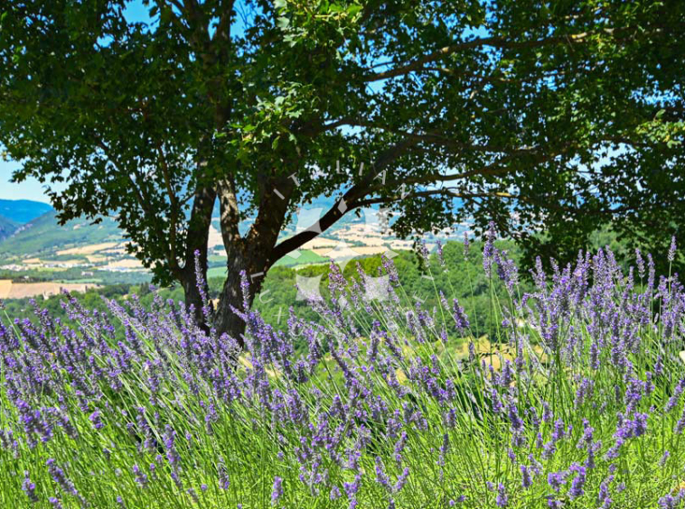 Hamlet Castelraimondo Macerata Marche Italy Pool