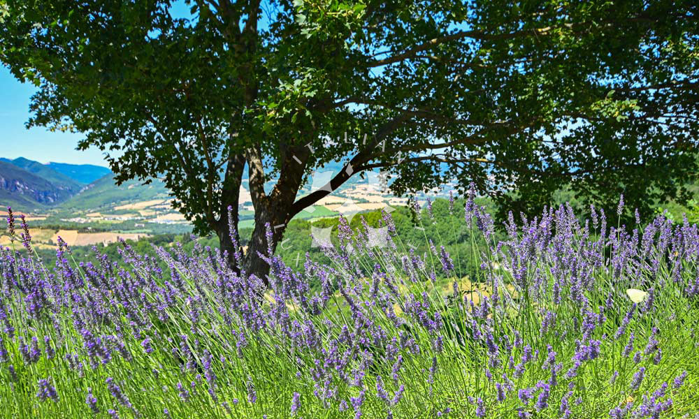 Hamlet Castelraimondo Macerata Marche Italy Pool