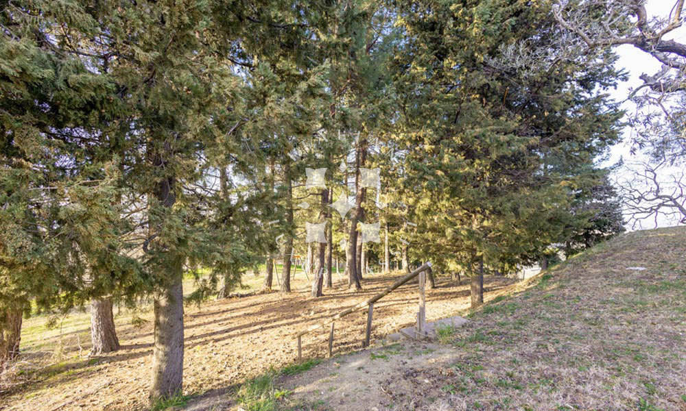 Estate Cupramontana Marche Italy Historical